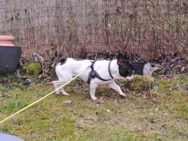 Poldi sucht liebevolles Zuhause