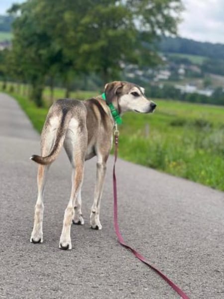 JOJO * GROßartiger Begleiter speziell+