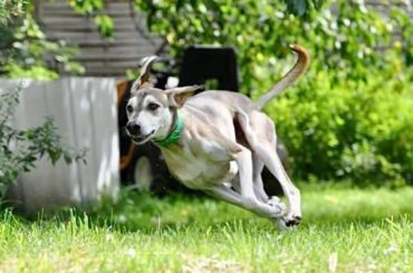 JOJO * GROßartiger Begleiter speziell+