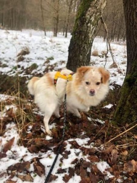 BUTTON -Kleiner, verschmuster Wirbelwind