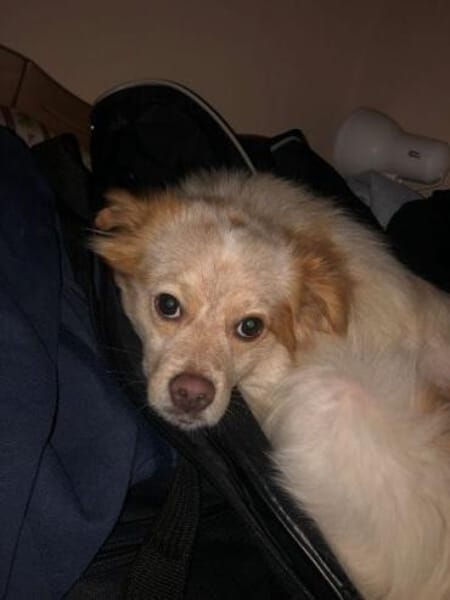 BUTTON -Kleiner, verschmuster Wirbelwind