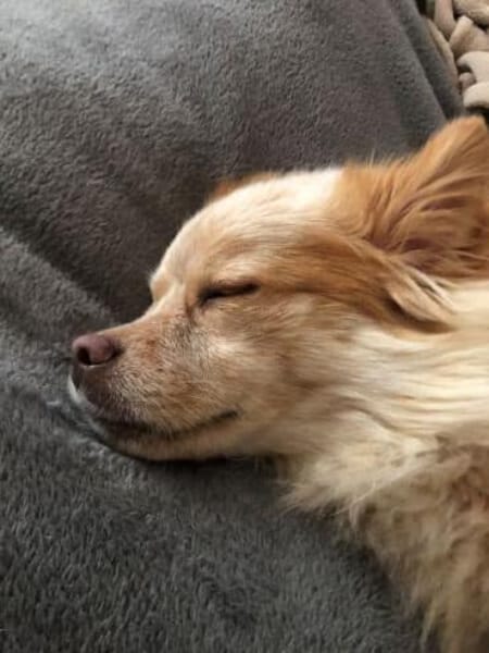 BUTTON -Kleiner, verschmuster Wirbelwind