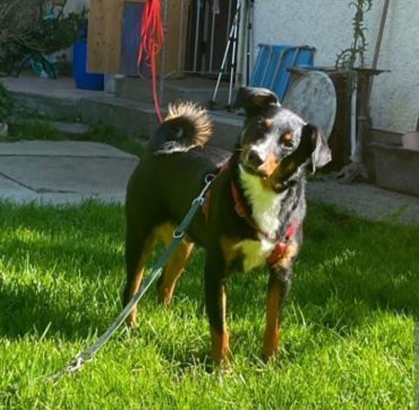 Amadeus ein kleinerer  Appenzeller