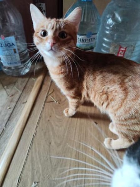 Galbenush sucht seine Dosenöffner