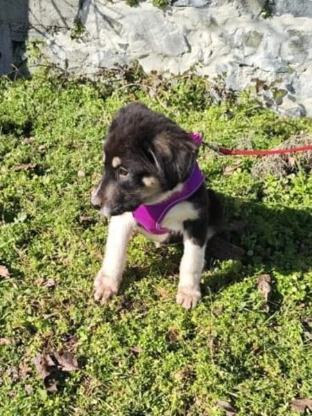 Richy sucht ein Zuhause