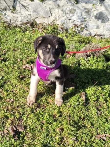 Richy sucht ein Zuhause