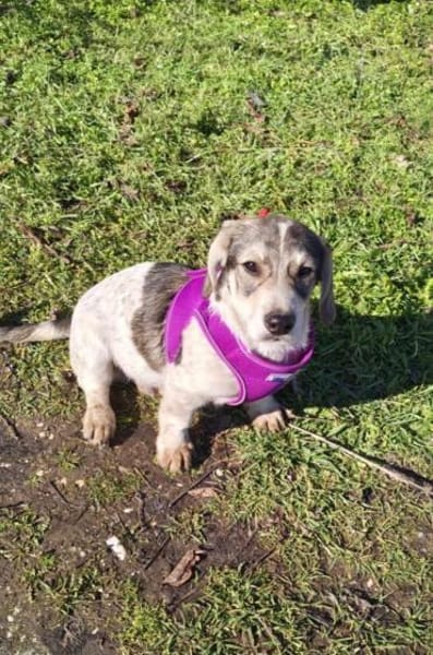 Toller Beagle mix Karam