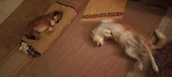 süße kleine Vicky auf PS in 90562