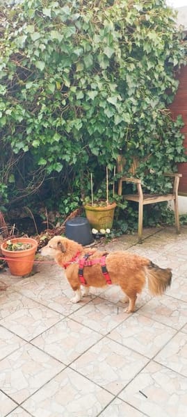 süße kleine Vicky auf PS in 90562