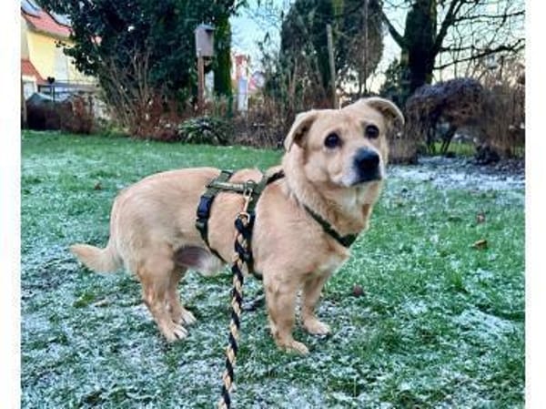 Zino - wartet in 65779 Kelkheim