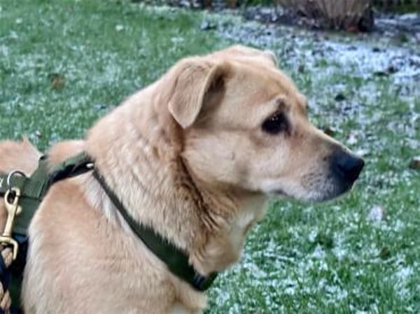 Zino - wartet in 65779 Kelkheim