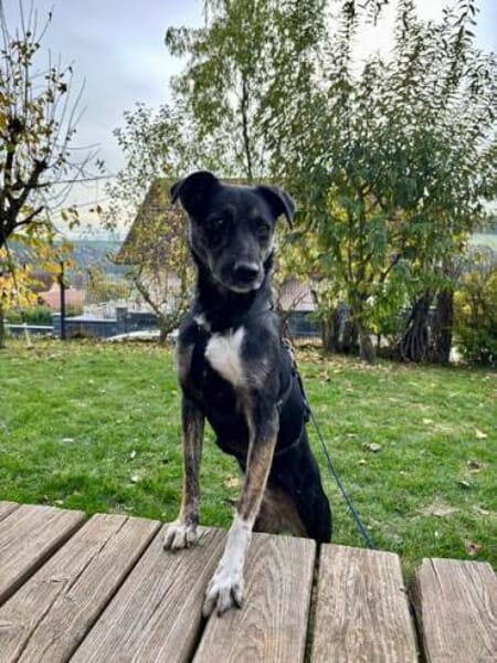 MINOU * vorsichtig, ruhig, offen