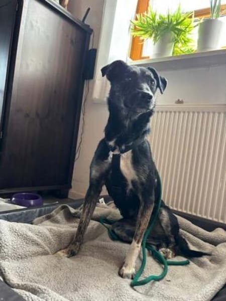 MINOU * vorsichtig, ruhig, offen