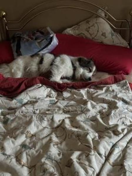 Traumhündin Lapka sucht ihren Herzmensch