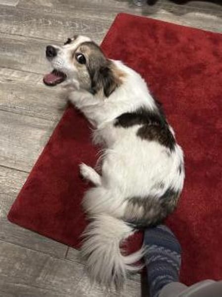 Traumhündin Lapka sucht ihren Herzmensch