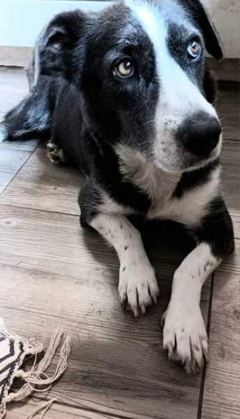 MAYBRITT * Hundedame mit Charme