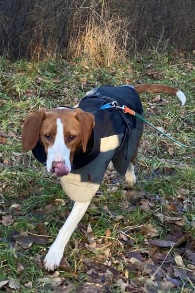 Rosie 💗 wartet in 23617 Stockelsdorf