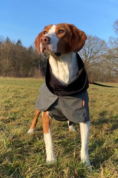 Rosie 💗 wartet in 23617 Stockelsdorf