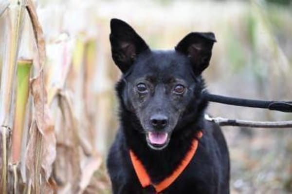 MAUSI -braucht Menschen mit einem Plan-