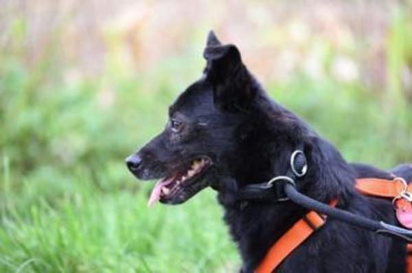 MAUSI -braucht Menschen mit einem Plan-