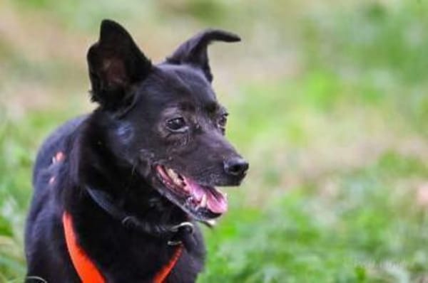 MAUSI -braucht Menschen mit einem Plan-