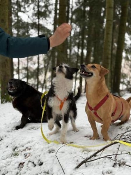 TRIXI -fröhlich, lebhaft & anhänglich-