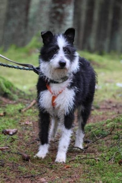 TRIXI -fröhlich, lebhaft & anhänglich-