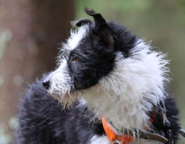 TRIXI -fröhlich, lebhaft & anhänglich-