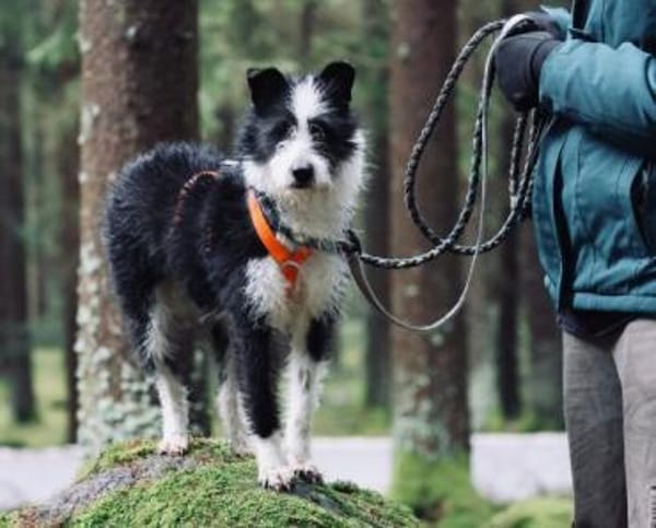 TRIXI -fröhlich, lebhaft & anhänglich-