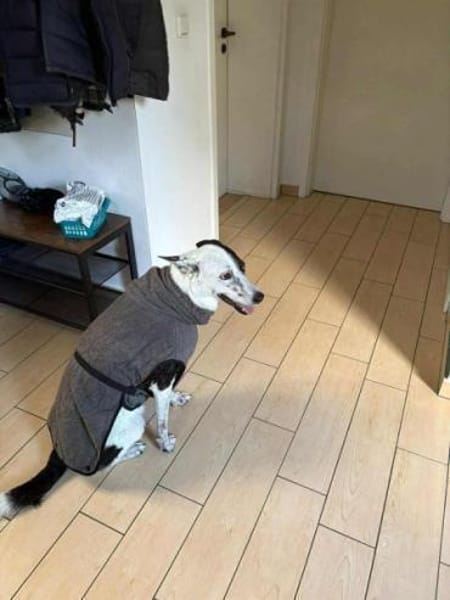 RUBY -ruhige & etwas unsichere Hündin-