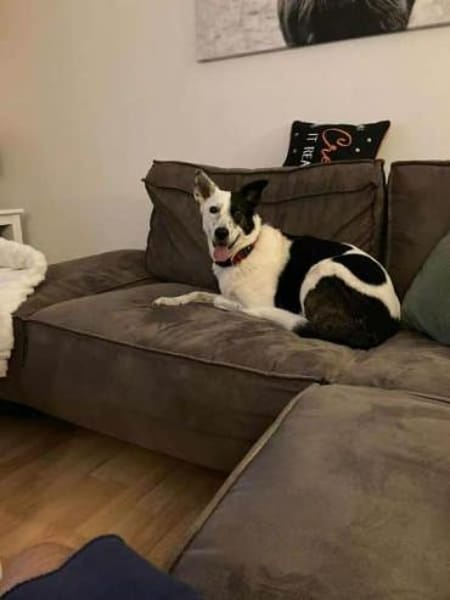 RUBY -ruhige & etwas unsichere Hündin-