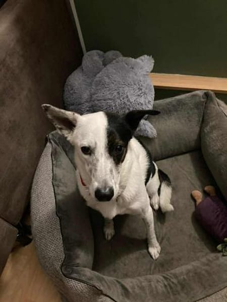 RUBY -ruhige & etwas unsichere Hündin-