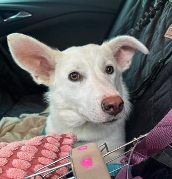 STERNCHEN * vorsichtige Familienhündin