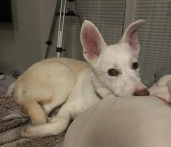 STERNCHEN * vorsichtige Familienhündin