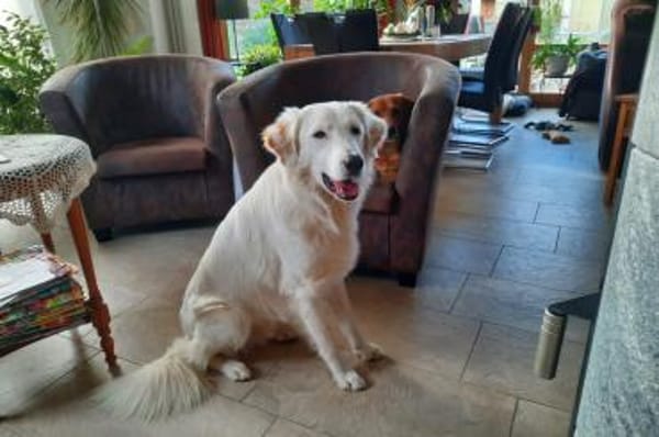 Kurt - wartet in 92318 Neumarkt