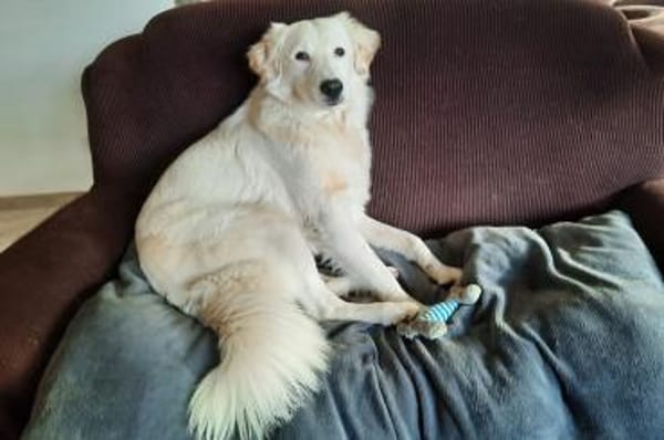 Kurt - wartet in 92318 Neumarkt