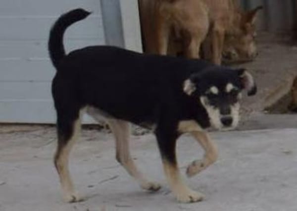 Blus, lieb wünscht sich Zuhause,