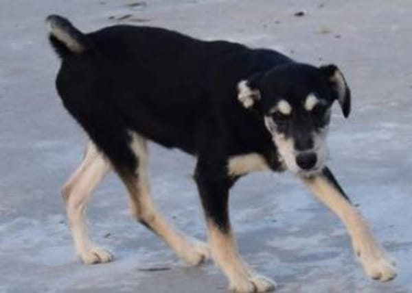 Blus, lieb wünscht sich Zuhause,