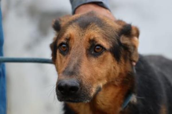 Billy - unkompliziert u. kinderlieb