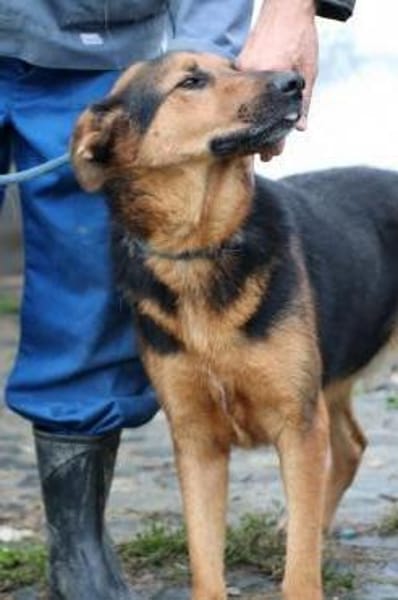 Billy - unkompliziert u. kinderlieb