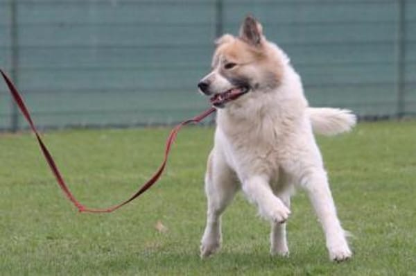 Luben - großer Spassvogel sucht Garten