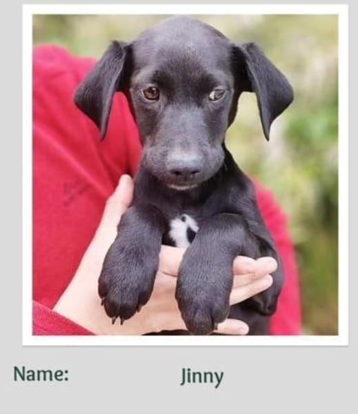 wunderschöne Welpenkinder ❤