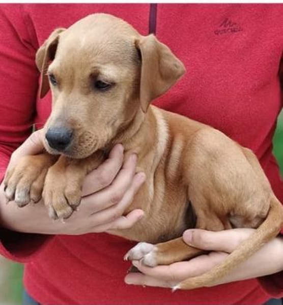 wunderschöne Welpenkinder ❤