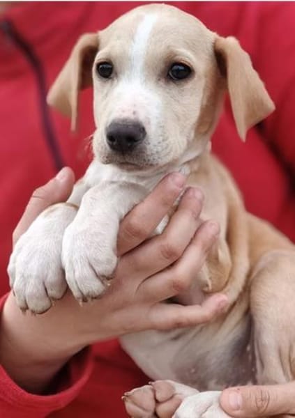 wunderschöne Welpenkinder ❤