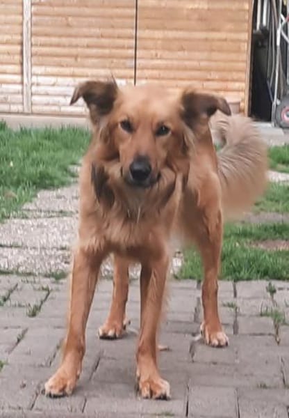 Zauberhafter Finn sucht Zuhause