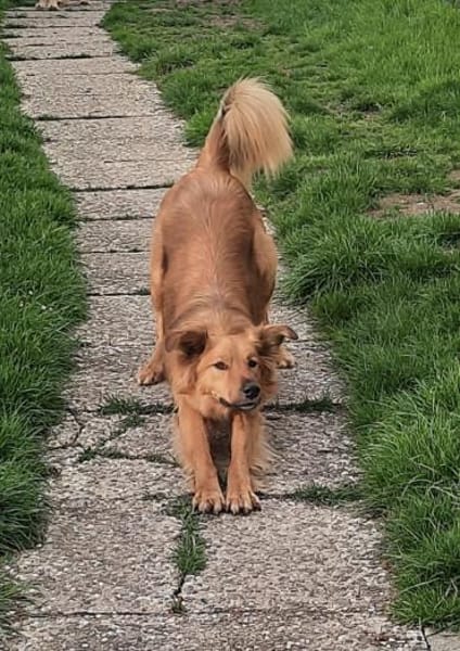 Zauberhafter Finn sucht Zuhause