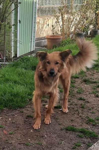 Zauberhafter Finn sucht Zuhause