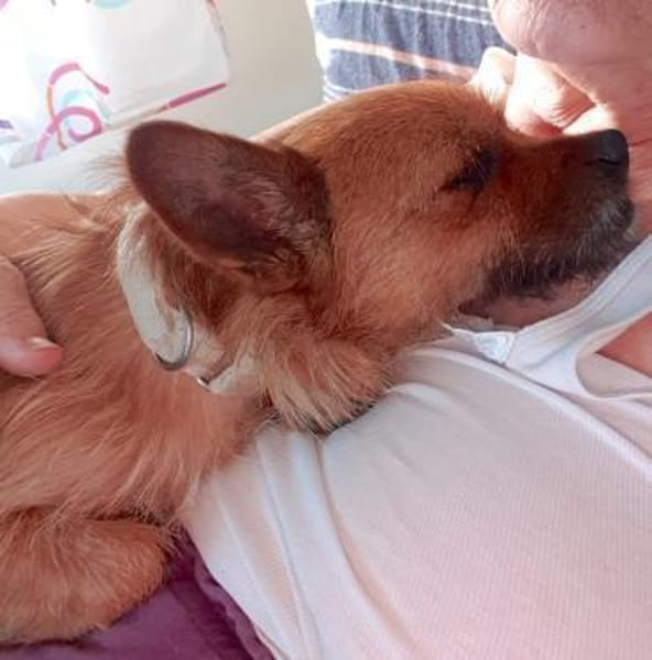 FREDDY - ZAUBERHAFTER HUNDEBUB