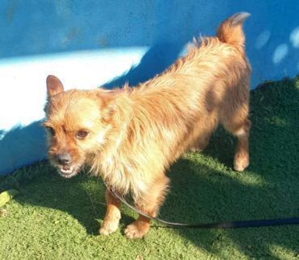 FREDDY - ZAUBERHAFTER HUNDEBUB