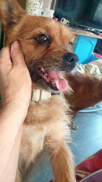 FREDDY - ZAUBERHAFTER HUNDEBUB